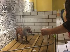 -西元前宠物酒店(郑庄府邸店)