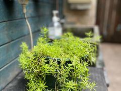 -野蔓果·山野菜(西湖景区·龙井茶田店)