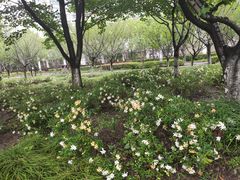 -高东镇樱花园