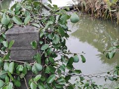 -得丘礼享谷·玉兰苑