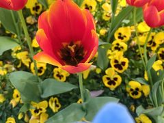 -哈根达斯(嘉里中心店)