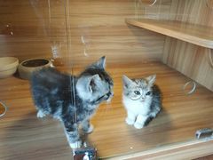 -猫十亿·布偶金渐层·曼基康矮脚猫舍(青年路店)