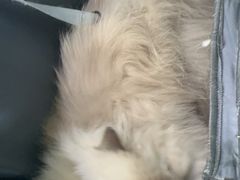 -瑞派申生动物医院·24H夜诊·国际动物医疗中心·骨外科(吴中路店)