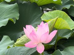 -荷塘月色湿地公园·向阳花洲