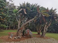 -中国科学院西双版纳热带植物园