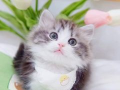 -70cat德文卷毛猫·缅因猫纯种猫舍