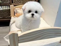 -萌宠之家·腊肠犬·马尔泰·小体犬舍