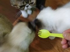 -李小姐の猫咖啡馆(五角场店)
