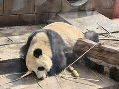 -中国大熊猫保护研究中心雅安碧峰峡基地