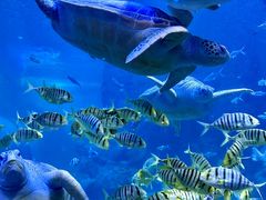 -上海海洋水族馆