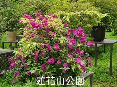 -莲花山公园