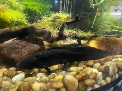 -迪拜水族馆及水下动物园