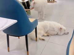 -安格丽娜·狗咖·猫咖羊驼咖(春熙路百盛商场店)