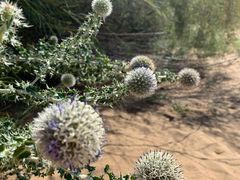 -亿利库布其七星湖沙漠生态旅游区