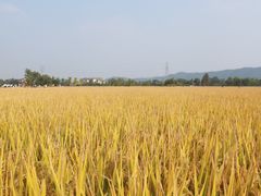 -良渚古城遗址公园
