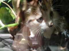 -龙猫意杯花园餐厅(芙蓉湖店)