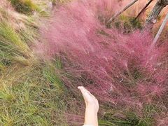 -小麦岛公园