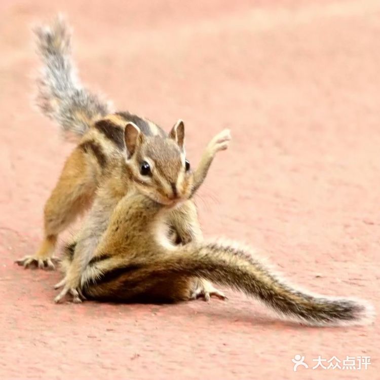 昭陵｜花栗鼠母子的故事