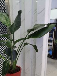 点击看大图 -痘敏医生专业祛痘·肌肤修复连锁
