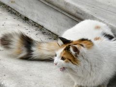 -王府井天主教堂