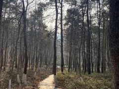 -南京老山国家森林公园