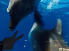 -泉城欧乐堡海洋极地世界