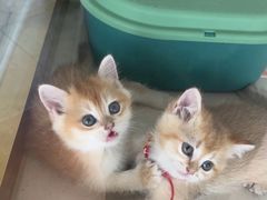 -糯米喵星人总部直营旗舰店·猫舍·幼猫出售