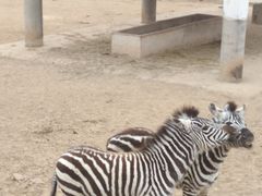 -石家庄市动物园