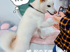 -柴务处·柴犬主题狗咖
