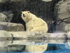-海合安武汉极地海洋公园