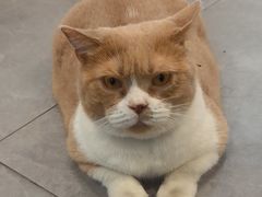 -伟伟宠物医院·CT影像中心·瑞派犬猫综合性门诊(汉口总院)