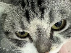 -北京观赏动物医院·24小时大型综合·猫专科·异宠专科