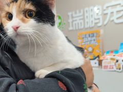 -瑞鹏宠物医院·爱宠堂·骨外专科(西荷分院)
