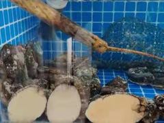 -宾朋海鲜饭庄(兴海路店)