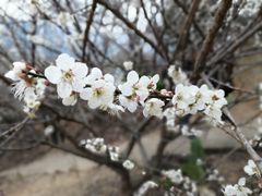 -广州市流溪河国家森林公园