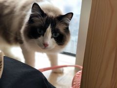 -Catmate·猫肥家润(金润铂宫店)
