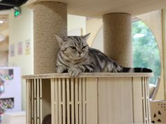 -猫和宫(六道口店)