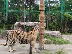 -上海野生动物园老虎餐厅