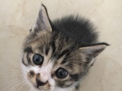 -联萌宠物医院(猫病专科)