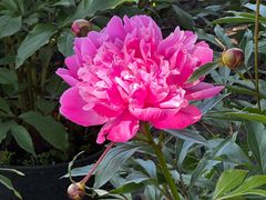 -上海鲜花港