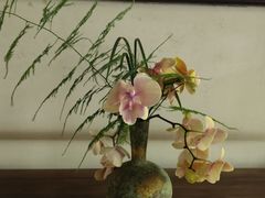 -秋霞圃