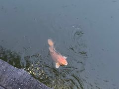 -乌镇枕水度假酒店