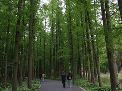 -东平国家森林公园
