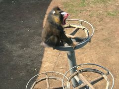 -西霞口神雕山野生动物世界