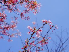 -顾村公园