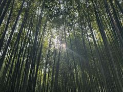 -泰山风景名胜区-普照寺