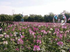 -广东花都香草世界旅游度假区