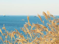 -枸杞岛