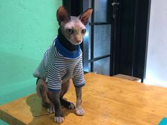-猫色咖啡·猫咖