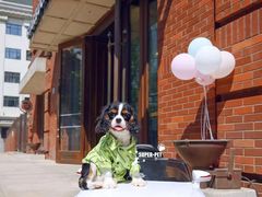 -超宠爱宠物摄影-Super pet